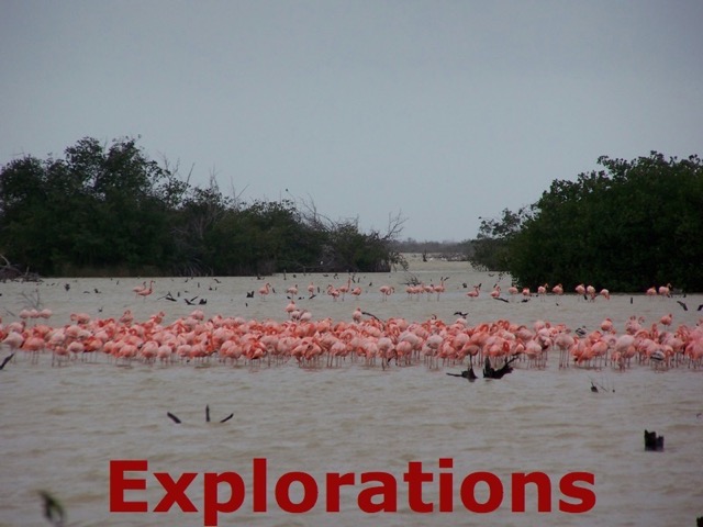 Wild flamingoes_WM