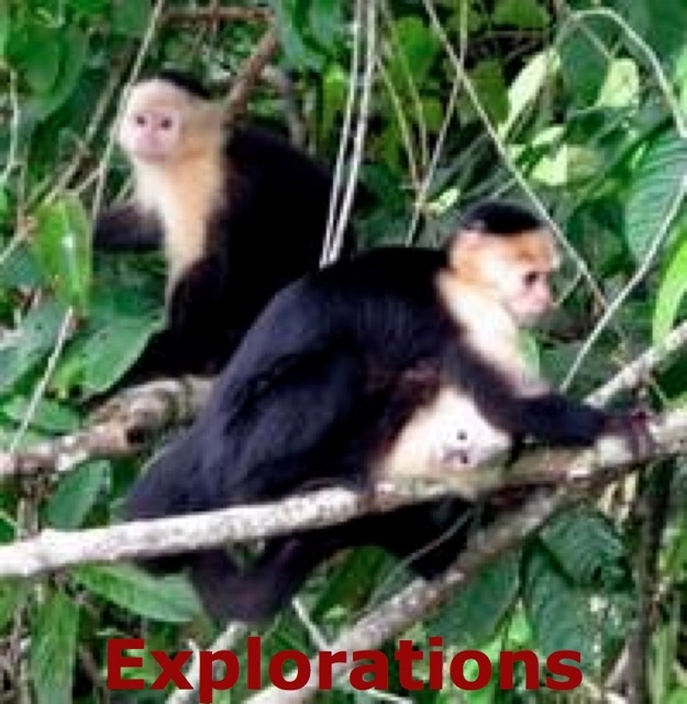 Capuchins_WM