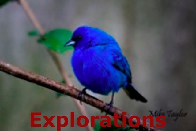 Indigo Bunting_WM