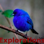 Indigo Bunting_WM