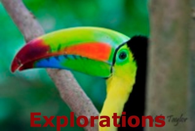 Keelbilled Toucan_WM