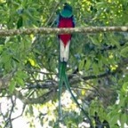 Resplendent Quetzal 1_WM