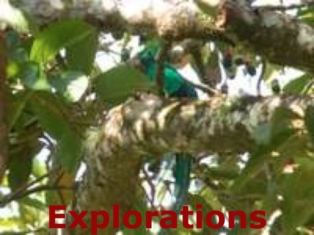 Resplendent Quetzel_WM