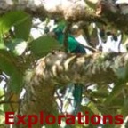 Resplendent Quetzel_WM