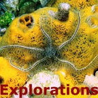 Sponge brittle star_WM