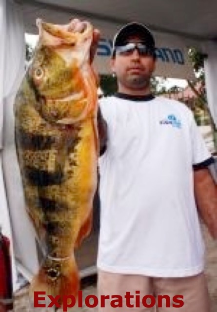 peacock bass gatun lake_WM