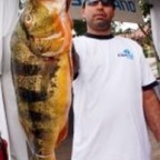 peacock bass gatun lake_WM