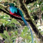 quetzal panama_WM