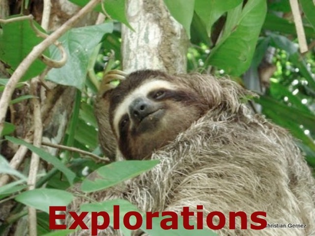 sloth in panama_WM