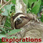 sloth in panama_WM