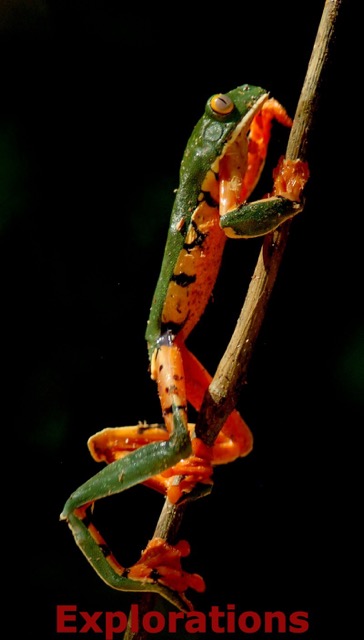 tree frog_WM