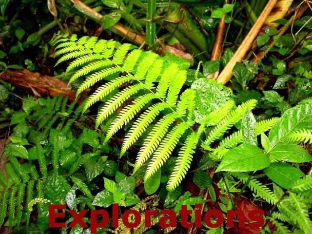 060-Jungle-Walk-fern_WM