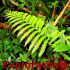 060-Jungle-Walk-fern_WM