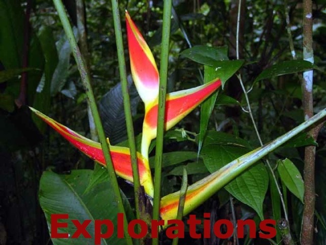 136-Heliconia_WM