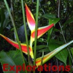 136-Heliconia_WM