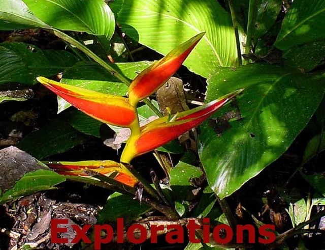 heliconia_WM