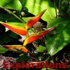 heliconia_WM