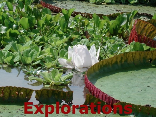 victoria regia flor_WM