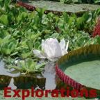 victoria regia flor_WM