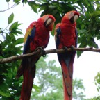 Copan macaw couple_WM