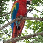 Copan macaw_WM