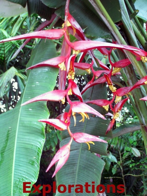 Heliconia_WM