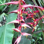 Heliconia_WM