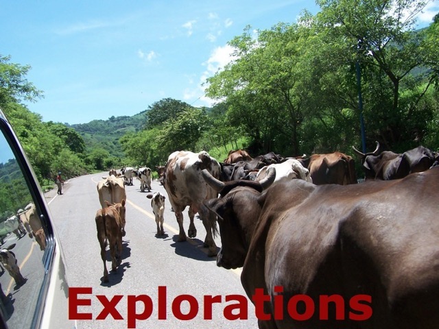 Roadside cows going_WM