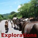 Roadside cows going_WM