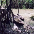 canoeandmangrove_WM