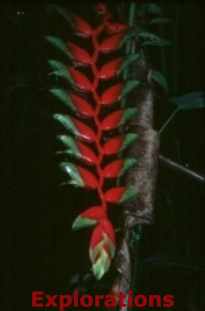 heliconia_WM