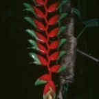 heliconia_WM