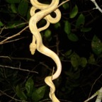 Amazon tree boa_WM