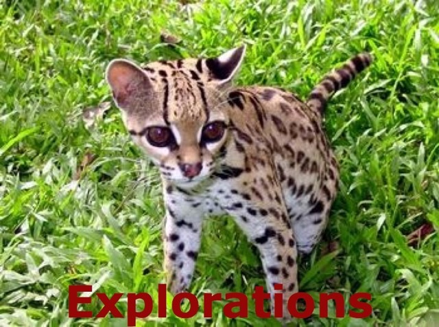 Ocelot_WM