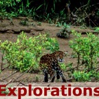 jaguar-peru-tambopata_WM