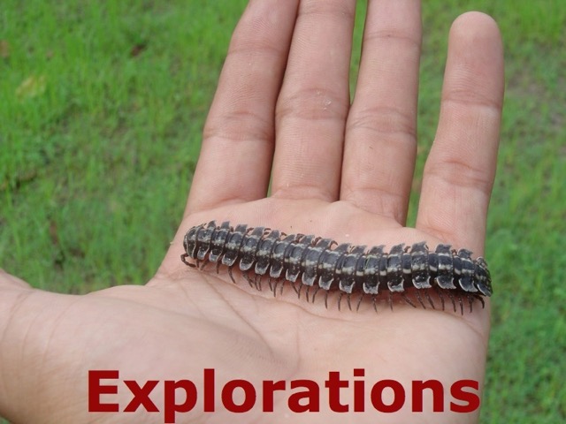 millipede_WM