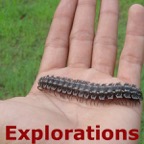 millipede_WM