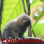 pigmy marmoset 1_WM