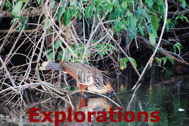 Amazon Tambopata rainforest nature wildlife-15_WM