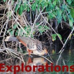 Amazon Tambopata rainforest nature wildlife-15_WM