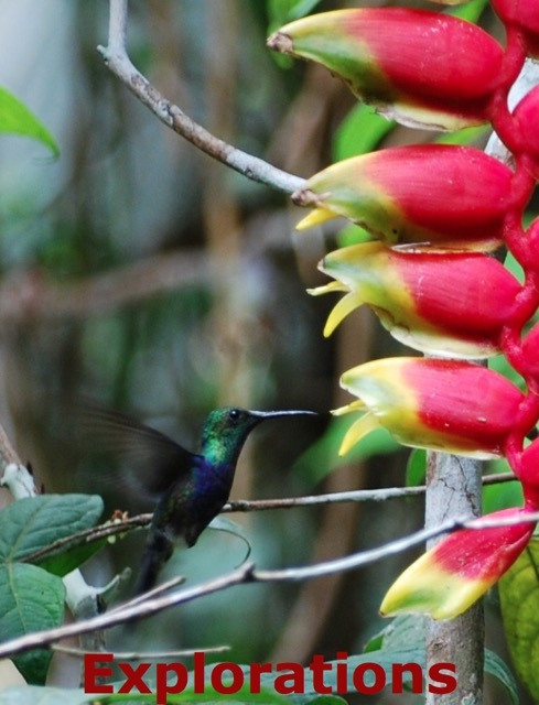 Amazon Tambopata rainforest-12_WM