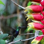 Amazon Tambopata rainforest-12_WM