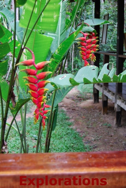 Amazon Tambopata rainforest-5_WM