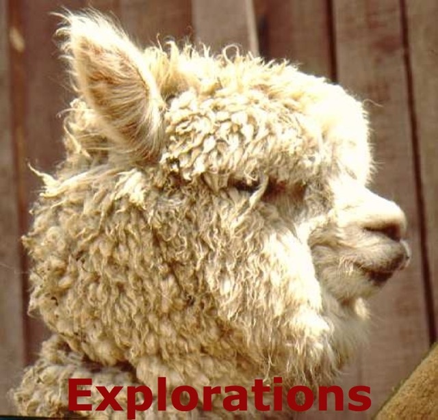 alpaca_WM