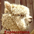 alpaca_WM